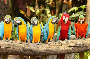 Bird, Animal, Macaw