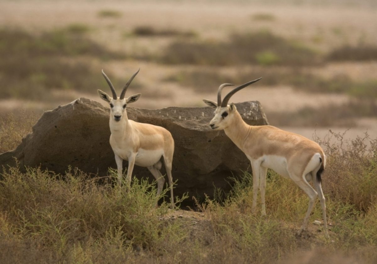 تمتعي بتجرية فريدة من نوعها في منتجع KINGFISHER LODGE